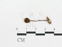 登錄號:F0003024藏品圖，第1張