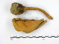 登錄號:F0003027藏品圖，第1張