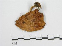 登錄號:F0003029藏品圖，第1張