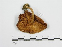 登錄號:F0003029藏品圖，第3張