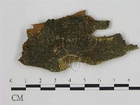 小皮傘屬藏品圖，第1張