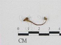 濕傘屬藏品圖，第1張