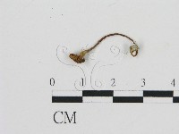 濕傘屬藏品圖，第3張