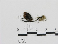 登錄號:F0003036藏品圖，第1張