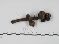 登錄號:F0003039藏品圖，第1張