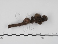 登錄號:F0003039藏品圖，第3張