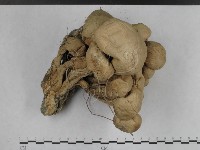 登錄號:F0003041藏品圖，第1張