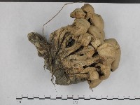 登錄號:F0003041藏品圖，第3張