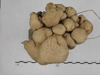 登錄號:F0003041藏品圖，第4張