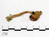鬼傘屬藏品圖，第1張