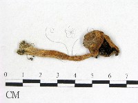 鬼傘屬藏品圖，第3張