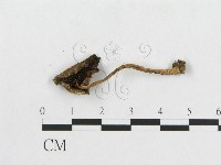 登錄號:F0003043藏品圖，第1張