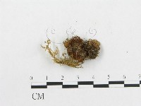 登錄號:F0003044藏品圖，第3張