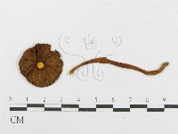 登錄號:F0003045藏品圖，第1張