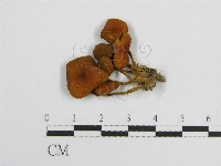 登錄號:F0003046藏品圖，第1張