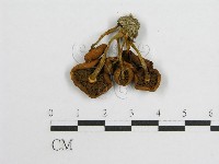 登錄號:F0003046藏品圖，第3張