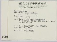 小菇屬藏品圖，第2張