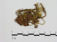 小菇屬藏品圖，第1張