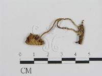 登錄號:F0003050藏品圖，第1張