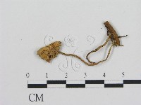 登錄號:F0003050藏品圖，第3張