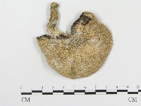 四孢蘑菇藏品圖，第1張