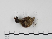 登錄號:F0003069藏品圖，第3張