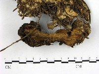 登錄號:F0003070藏品圖，第1張