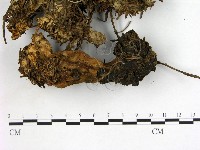 登錄號:F0003070藏品圖，第3張