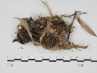 登錄號:F0003072藏品圖，第1張
