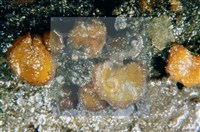 登錄號:F0003074藏品圖，第3張