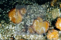 登錄號:F0003074藏品圖，第4張