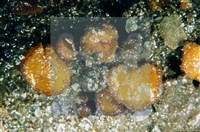 登錄號:F0003074藏品圖，第5張