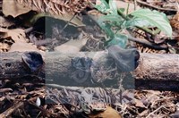 登錄號:F0003076藏品圖，第4張