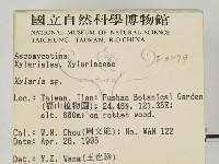 炭角菌屬藏品圖，第2張