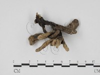 炭角菌屬藏品圖，第1張