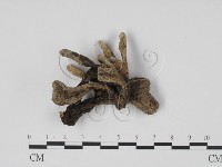 炭角菌屬藏品圖，第3張