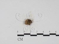登錄號:F0003080藏品圖，第1張