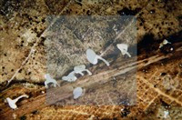 登錄號:F0003081藏品圖，第4張