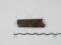 登錄號:F0003083藏品圖，第1張