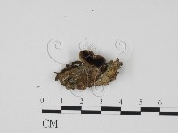 登錄號:F0003086藏品圖，第1張