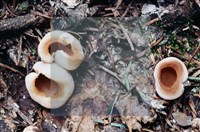 登錄號:F0003086藏品圖，第7張