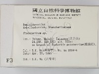 齒耳菌屬藏品圖，第2張