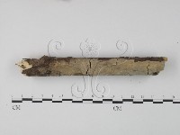 齒耳菌屬藏品圖，第1張