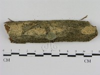 登錄號:F0003102藏品圖，第1張