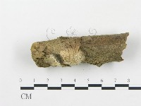 薄孔菌屬藏品圖，第3張