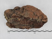 登錄號:F0003105藏品圖，第4張