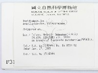 多孔菌屬藏品圖，第2張