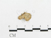 多孔菌屬藏品圖，第3張