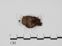 登錄號:F0003108藏品圖，第3張