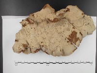 登錄號:F0003109藏品圖，第1張